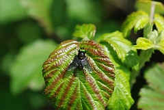 David Plant Photography - Wildlife Photographer - Twin-lobed deerfly - A